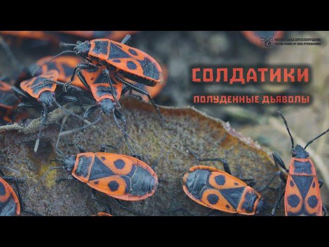 Шестиногий стражник каменных джунглей. Клоп солдатик. // Clever Cricket