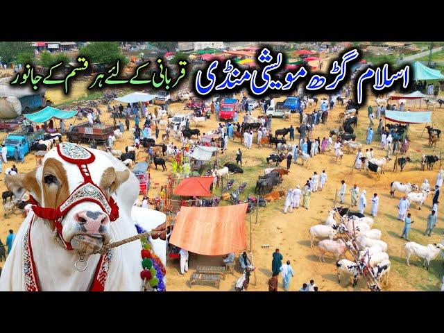 Maveshi Mandi Islamgarh / Cheap animals of sacrifice are available | Islamgarh Mirpur Azad Kashmir