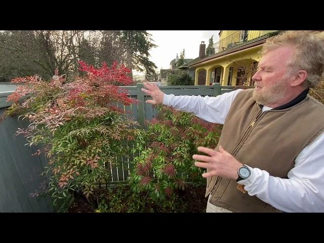 How to Prune Japanese Ornamental Heavenly Bamboo Trees - Seattle Arborist Chip Kennaugh