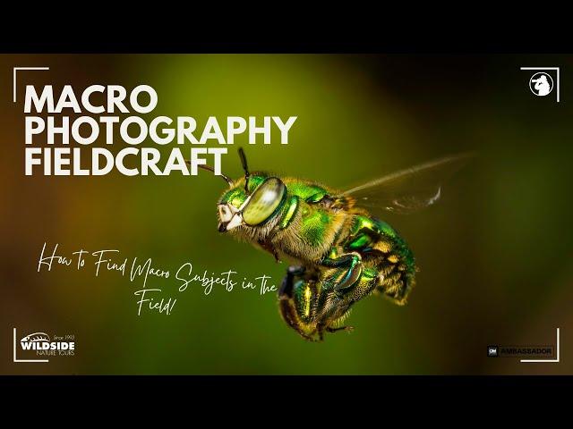 Fieldcraft - Finding Macro Photography Subjects in the Field