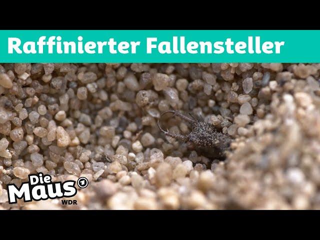 Wie fangen Ameisenlöwen ihre Beute? | Die Maus | WDR