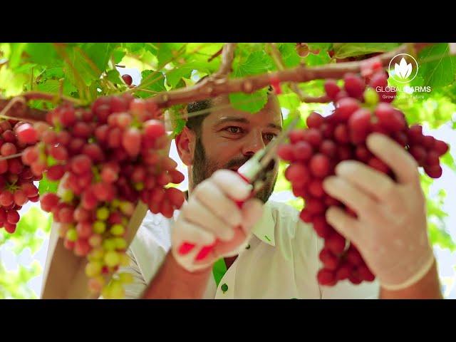 إنتاج العنب في إمارة أبو ظبي   Grape production in the Emirate of Abu Dhabi