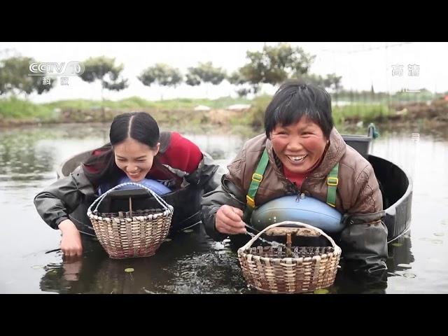 [味道]寻鲜记（八） “水中碧螺春”该如何采摘| 美食中国 Tasty China