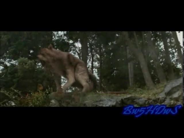 Twilight Wolves ~ Welcom To My Life
