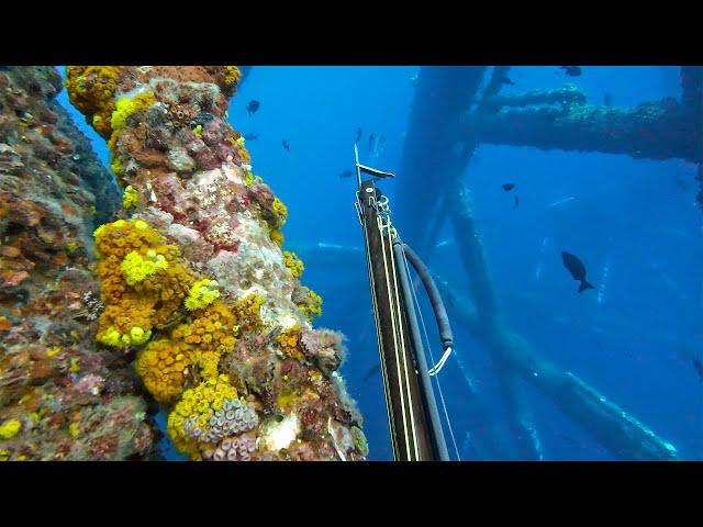 Spearfishing Tropical Reef Fish on DEEP Offshore Oil RIGS & Fishing || Gulf of Mexico 2024 Season