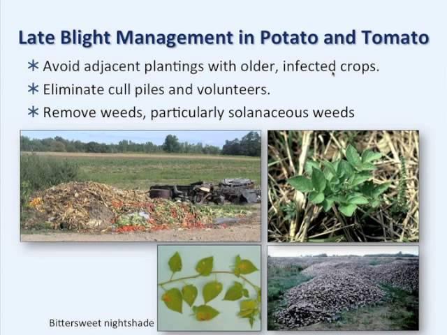 Late Blight of Tomato and Potato Webinar