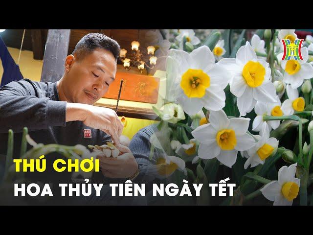 Thú chơi hoa thủy tiên của người Hà Nội - Công phu và tinh tế | Thời sự 18:00