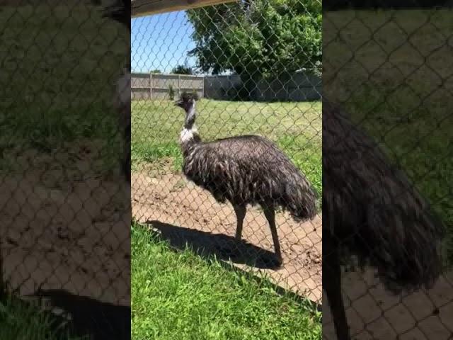 Emu @ Summerfield Zoo