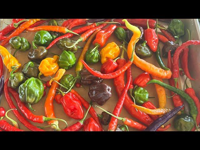 Dehydrated peppers, dehydrating, pepper flakes, dehydrating using the oven ￼