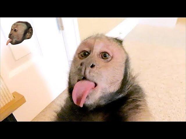Capuchin Monkey LOVES His Pet Human!(SUBTITLES)