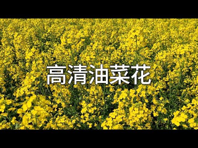 油菜花 Cole Flowers 4K视频测试，3840x2160 4k 60fps video test #科技分享