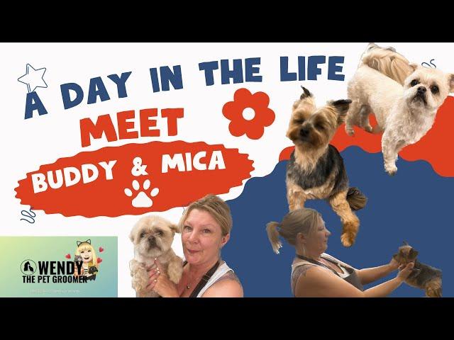 #A day in the life of a pet groomer- Meet Buddy the Shihtzu and Mica the Yorkshire terrier.