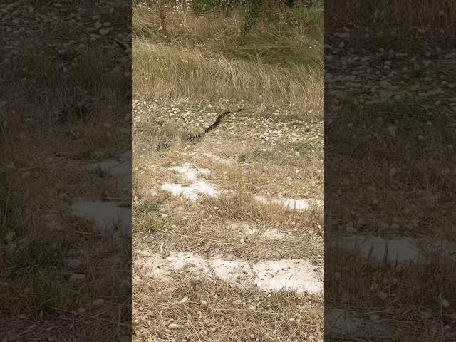 Venomous Snake At Camp #deadliest  #snake #venomous