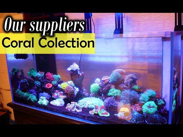 Our suppliers personal coral collection