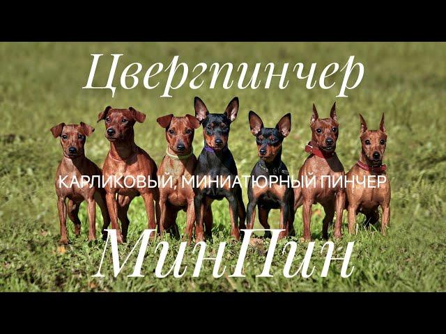 Цвергпинчер, карликовый, миниатюрный пинчер, МинПин, Miniature Pinscher