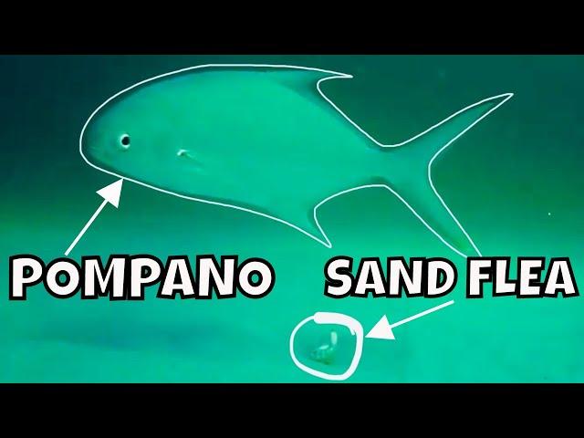 AMAZING UNDERWATER POMPANO SURF FISHING VIDEO! PLUS POMPANO SECRETS!