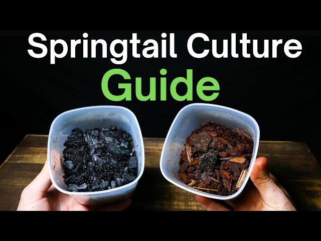 How To Make a Springtail Culture - Simple & Easy Method!