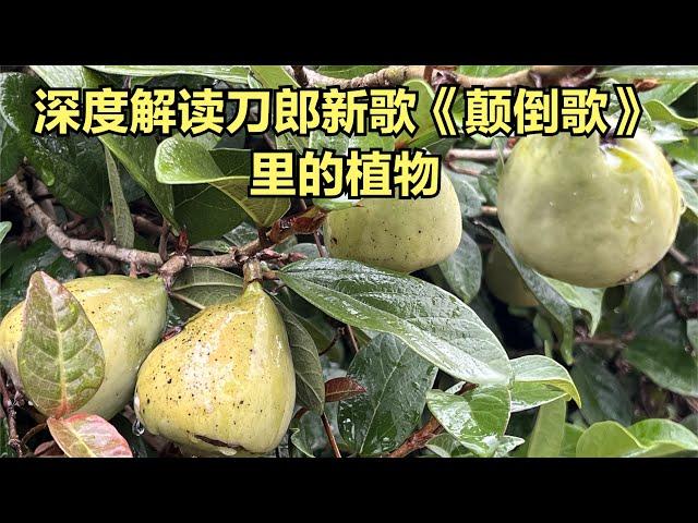 深度解读刀郎新歌《颠倒歌》里出现的植物到底是什么？是表达什么