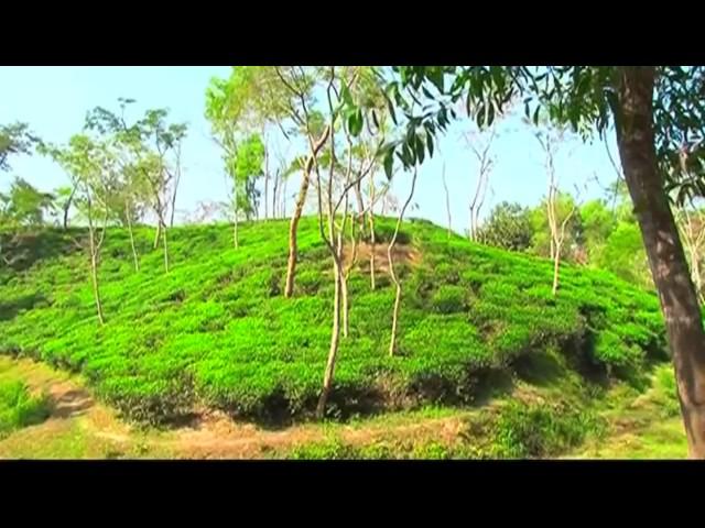 10 Best Resorts in Sreemangal | শ্রীমঙ্গল এর সুন্দর ১০ রিসোর্ট | Travel Guide