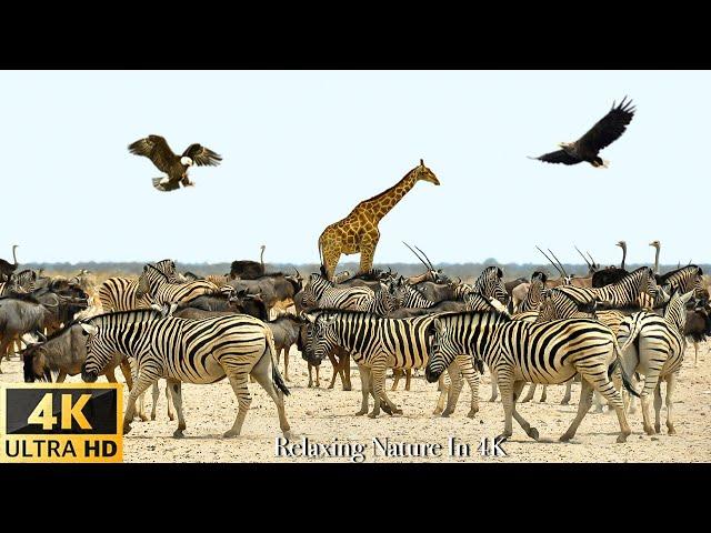 4K Wild Animals: Kruger National Park, South Africa - Scenic Wildlife Film With Calming Music