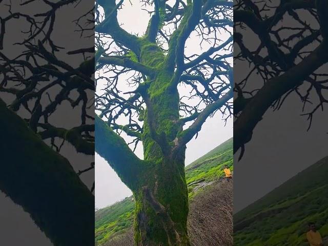 nature #travel #shortvideo #nature #mountains #travel with amaresh