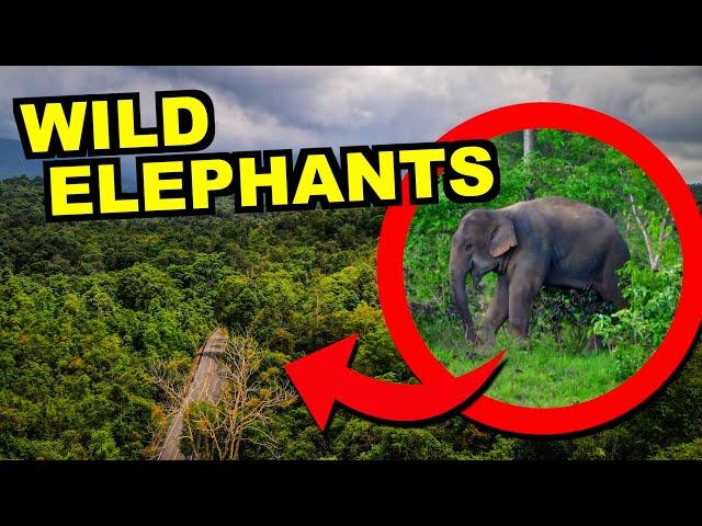 Can You See WILD Elephants in Thailand?