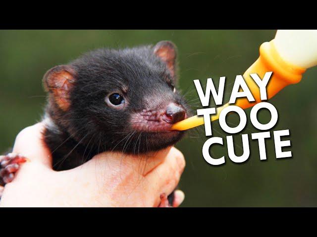 Tasmania's Most Dangerous Creature Is Also The Cutest