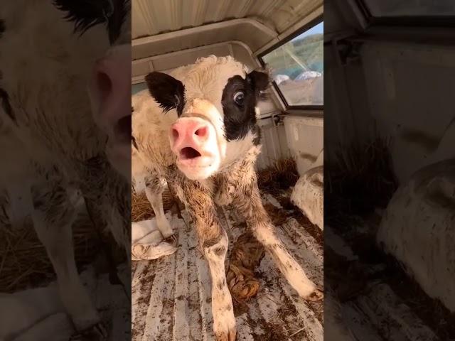 Cute baby cow moo mooing sound #shorts #cute #animalsounds #sapi #funny #baby #short #inek #india