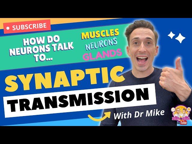 Synaptic Transmission | How Neurons Communicate