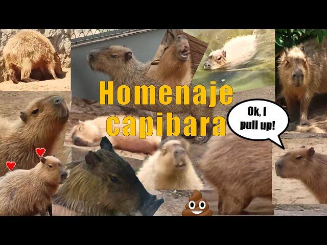 Recopilación homenaje Bara Capibara - Bara the Capybara tribute compilation