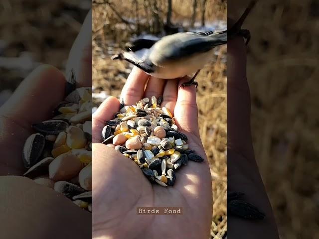 Birds food mindfulness Meditation #shorts #beautiful #dreammeditation #ytshorts #meditation