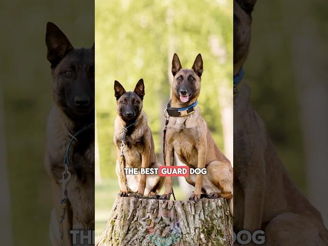 3 reasons why the Belgian Malinois is the best guard dog #shorts #doglover #belgianmalinois #pets