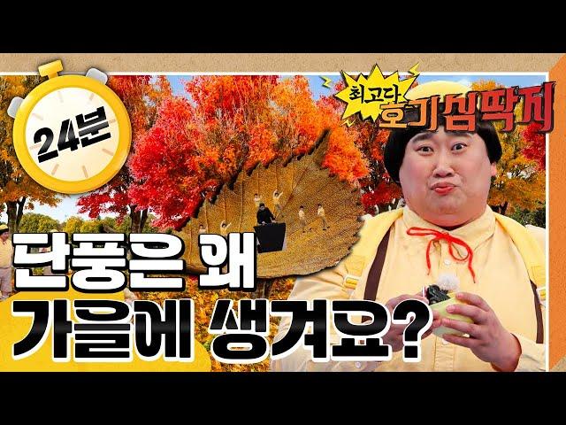 단풍은 왜 가을에 생겨요?｜가을｜최고다! 호기심 딱지｜[EBS놀이터]