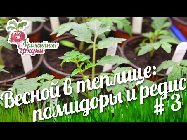 Весной в теплице: помидоры и редис. Эксперимент часть 3. Урожайные грядки