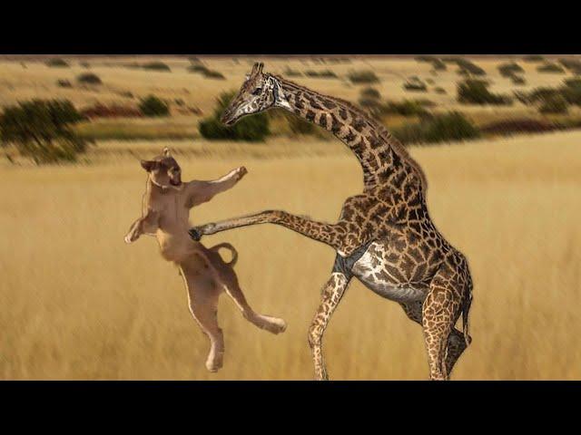 Extreme fight Lion vs Giraffe #2 , Wild Animals Attack