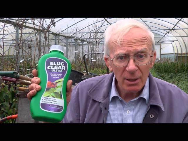 Tips for Growing Tomatoes