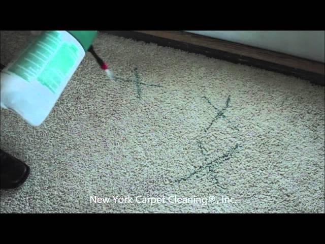 Pet Stain & Pet Odor Removal |  Professionally Removed By Carpet Cleaners