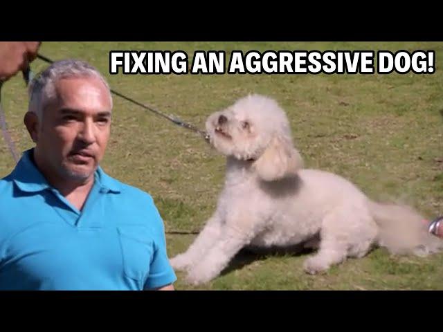 Fixing an Aggressive Dog | Dog Nation Episode 2 - Part 1