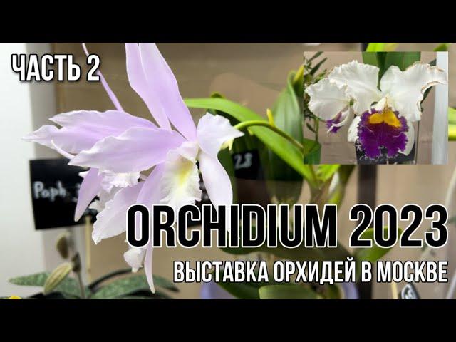 Orchidium 2023 || Выставка орхидей в Москве || Часть 2 | Красота все не заканчивается ️