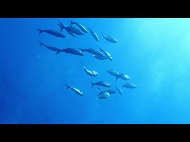 Η Ζωή στο Θαλάσσιο Πάρκο (Life In the Marine Park - Greek subs)