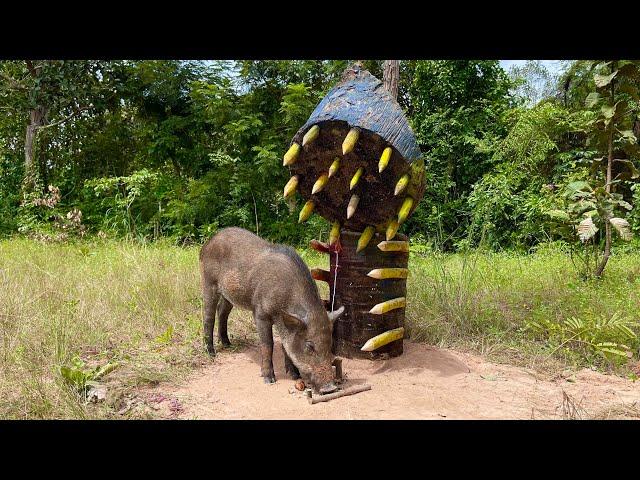 How to Make a Simple Wild Boar Trap Using Big Palm tree#wildboar #pigtrap#wildboartrap#usa#pig