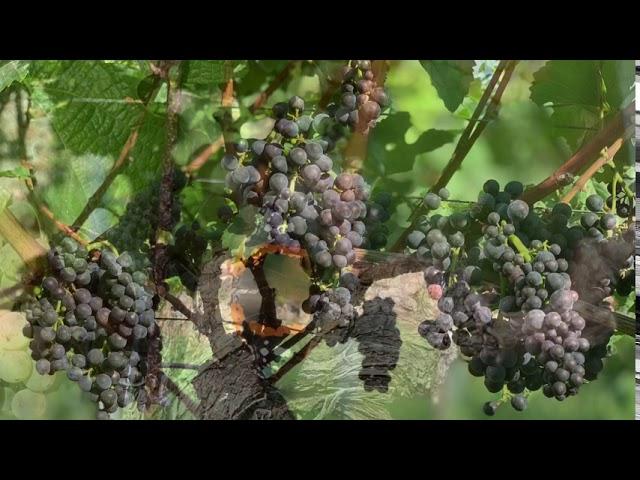 Weingut Haus Steinbach - Impressionen der Saison 2020