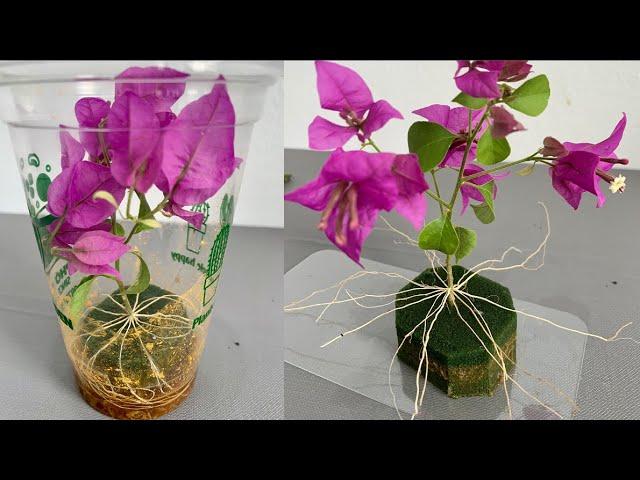 The easiest and simplest way to propagate bougainvillea branches in the world | Not everyone knows