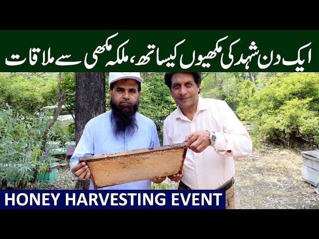 Honey Harvesting Event in Rawalpindi | Queen Bee, Drone and Worker Bee