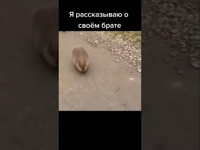 #брат #я #плов #бобр #бобёр #мемы