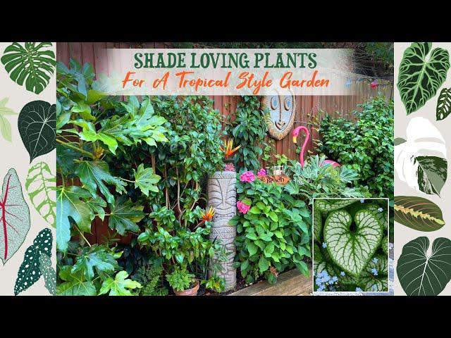 My Favourite Shade Loving Plants For A Tropical Style Garden 