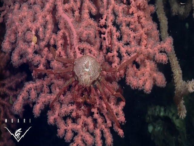 Deep Ocean Mysteries: Your Sanctuary (EP2:S2) A Your Sanctuary TV Presentation