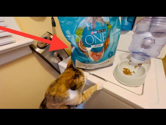 Purina One Cat Food Has Made A Difference in Cat's Health!