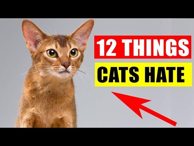 12 Things Cats Hate the Most