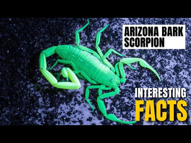 Amazing facts of  Arizona Bark Scorpion | Interesting Facts | The Beast World